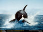 killer whale desktop wallpaper