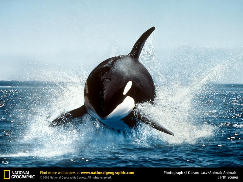 free Killer Whale (Orca)  wallpaper wallpapers download