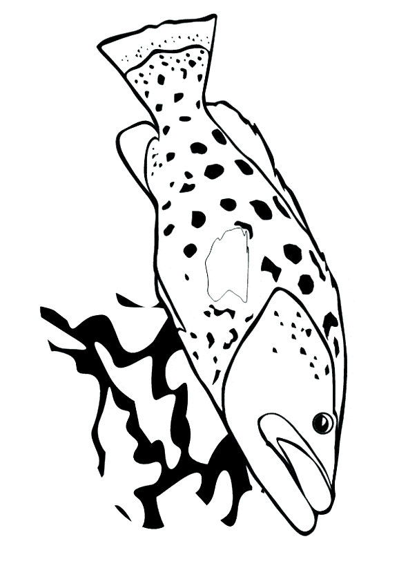 free Killifish coloring page