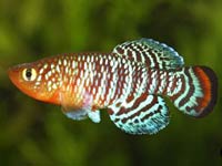 Killifish image