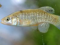 Killifish image