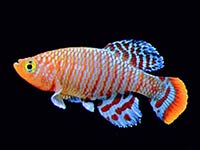 Killifish image