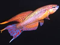 Killifish image