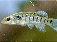 Killifish image