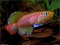 Killifish wallpaper