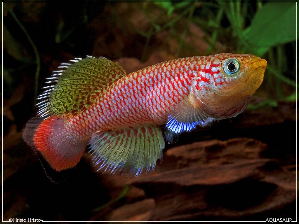 free Killifish wallpaper wallpapers download