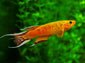 Killifish wallpaper