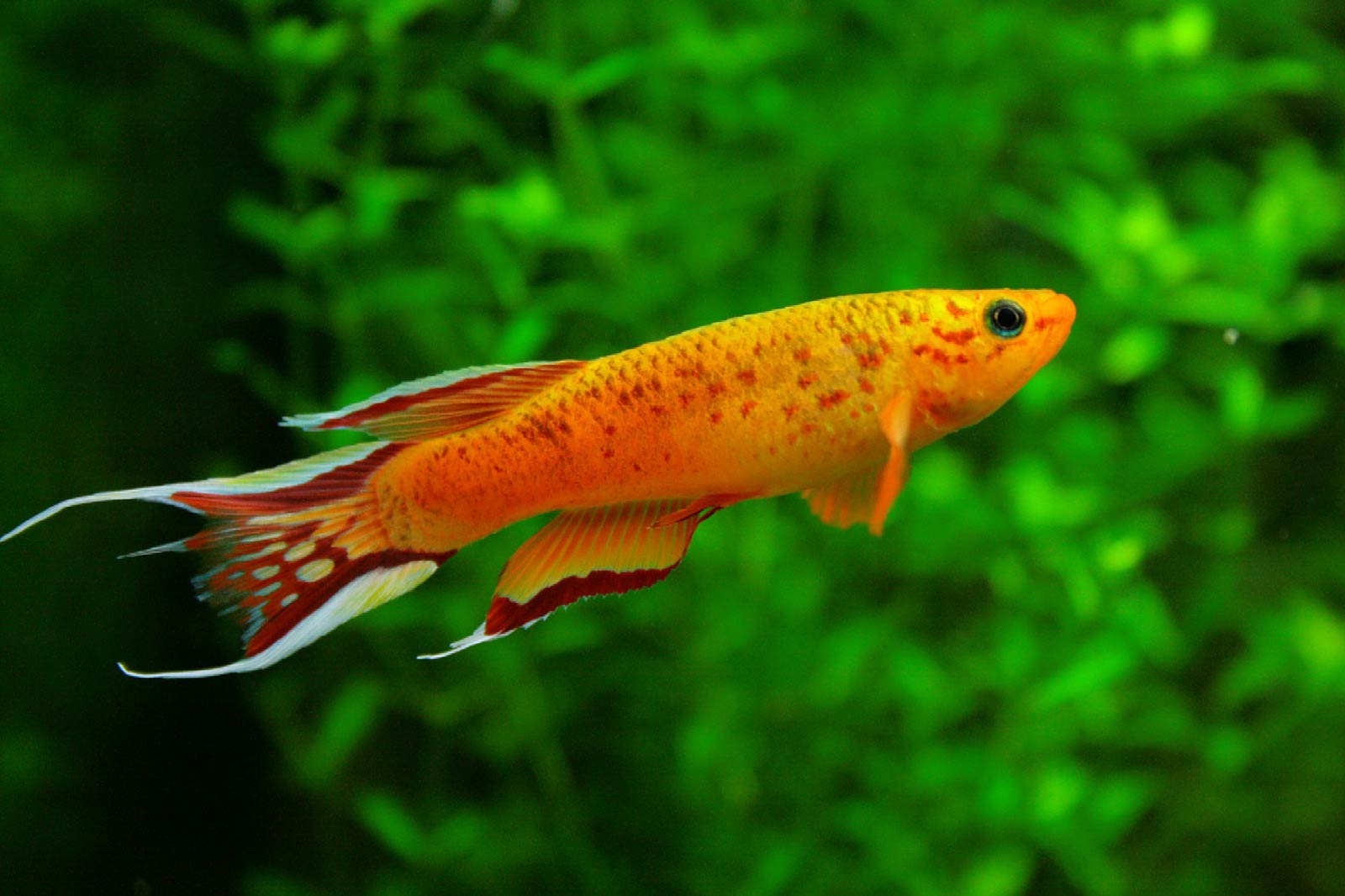 free Killifish wallpaper wallpapers download