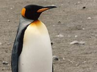 King Penguin image