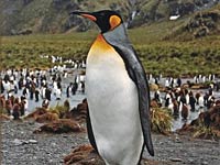 King Penguin image