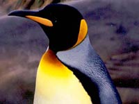 King Penguin image