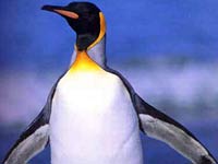 King Penguin image