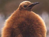 Cute little King Penguin baby