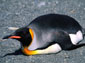 king penguin