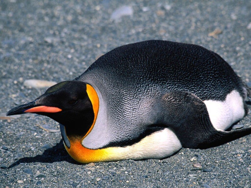 free King Penguin wallpaper wallpapers download