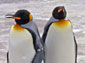 king penguin wallpaper