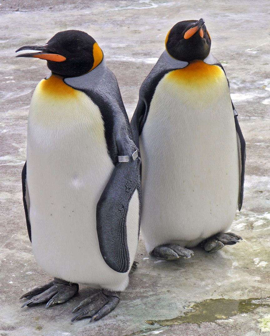 free King Penguin wallpaper wallpapers download