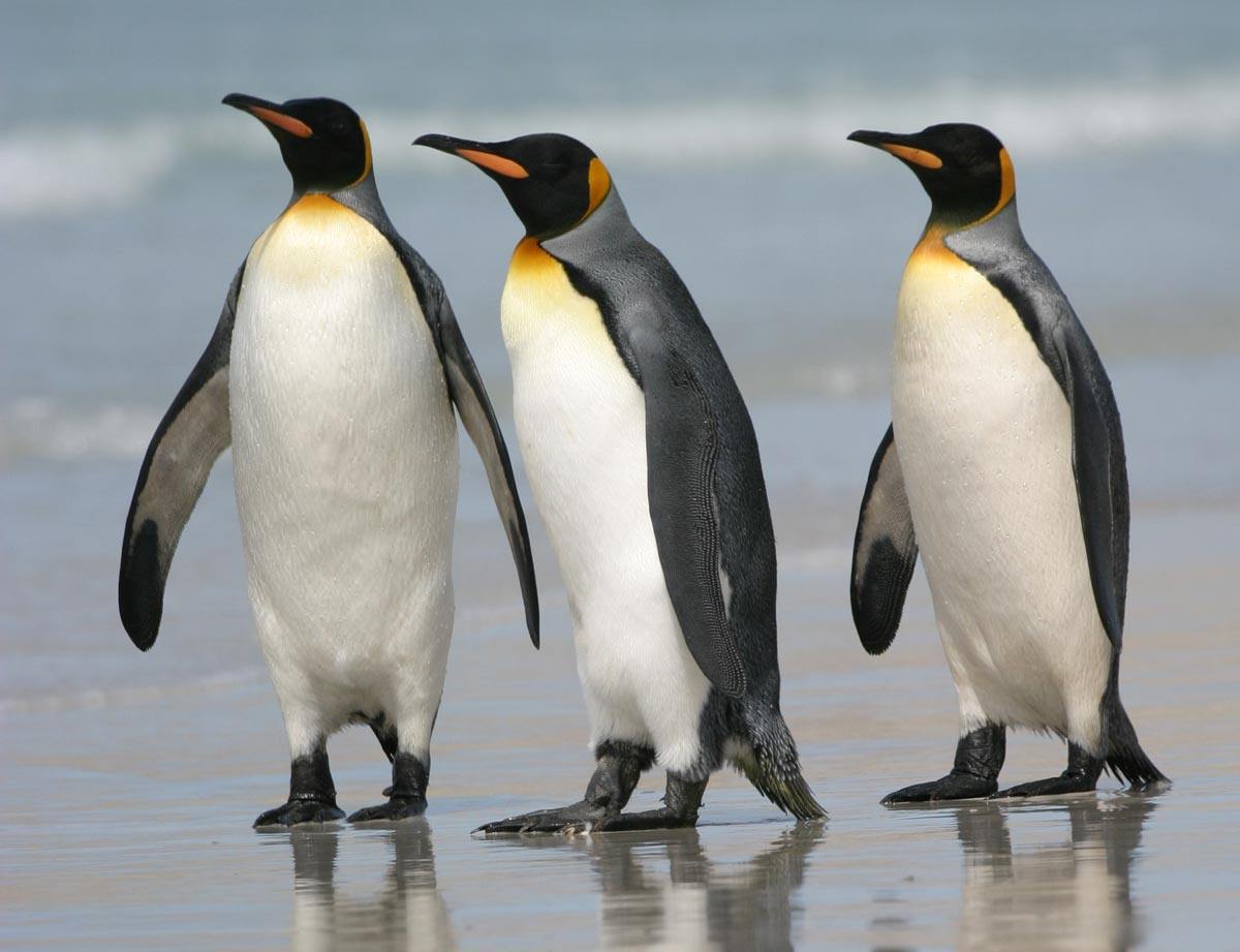 free King Penguin wallpaper wallpapers download