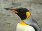 King Penguin wallpaper