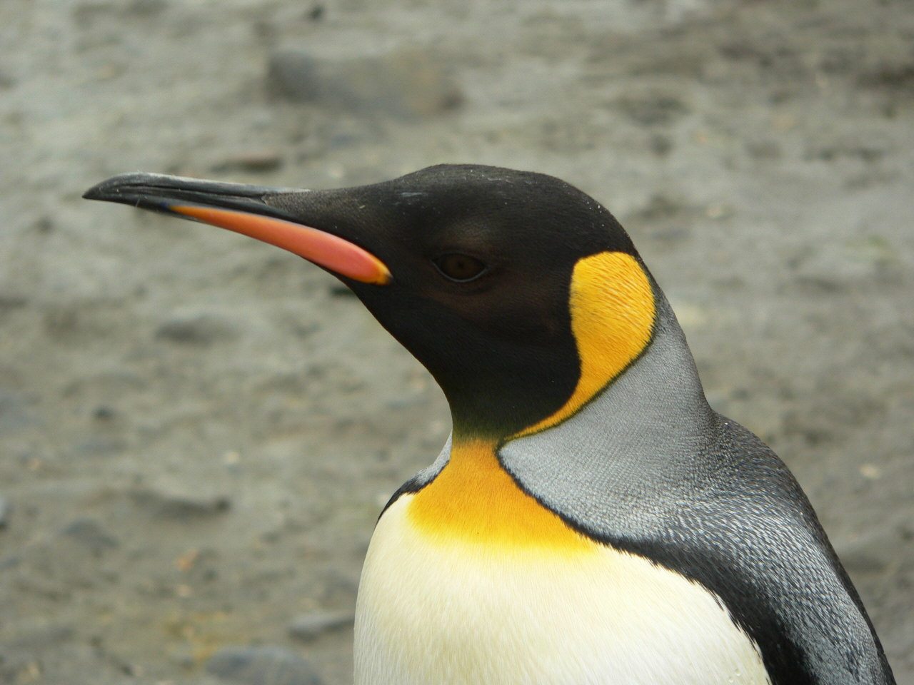 free King Penguin wallpaper wallpapers and background