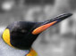 King Penguin wallpaper