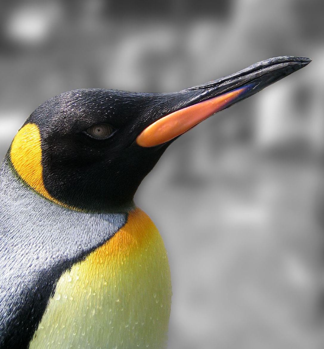 free King Penguin wallpaper wallpapers download
