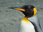 King Penguin wallpaper