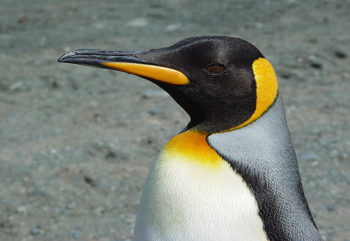 free King Penguin desktop wallpaper wallpapers Desktop and Mobile