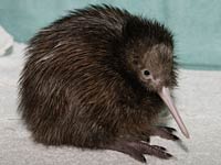 Kiwi image