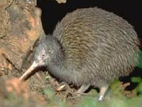 Kiwi image