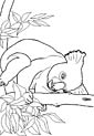 Koala coloring page