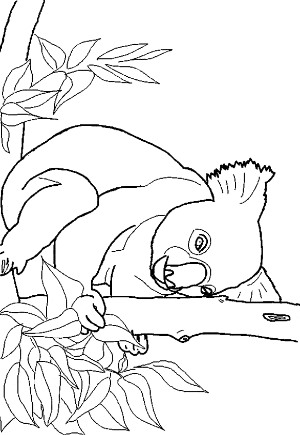 Koala coloring - Free Animal coloring pages sheets Koala