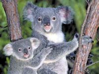 Koala bear with a baby