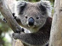 Koala picture