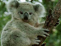 Koala image