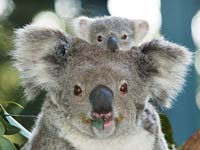 Koala image