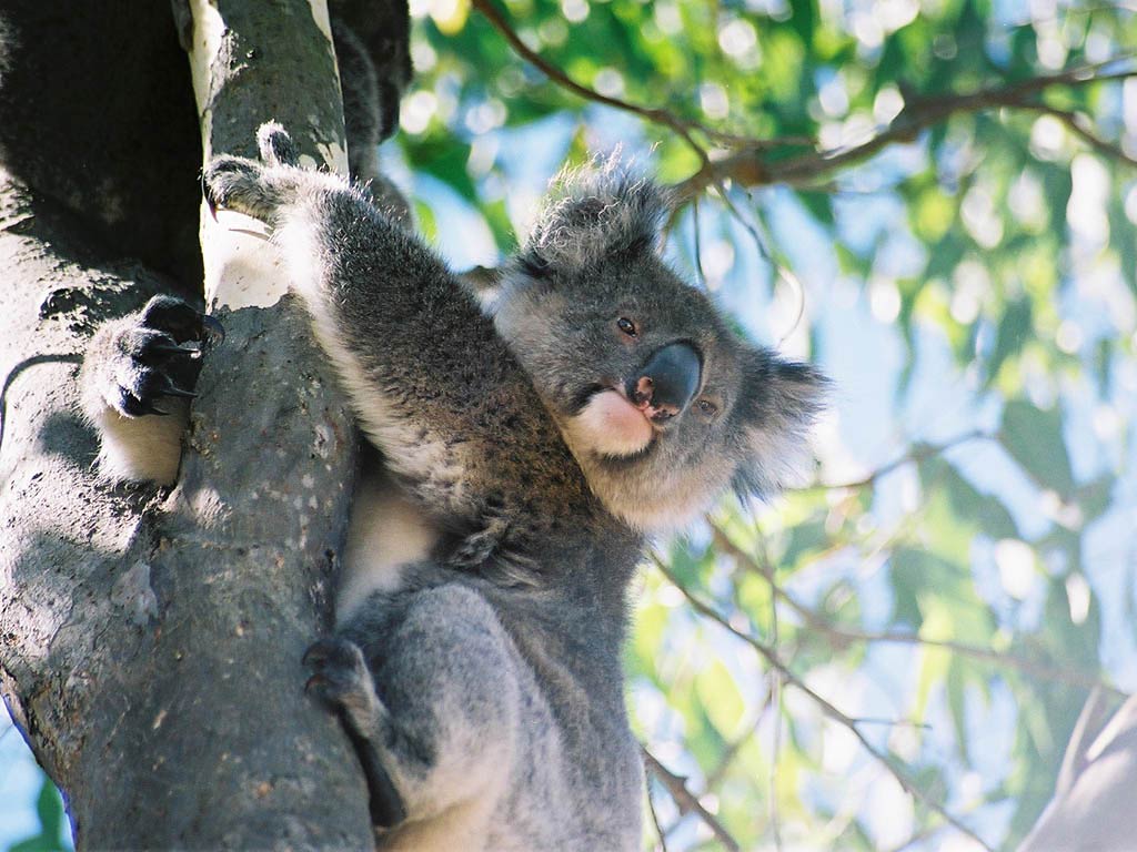 free Koala wallpaper wallpapers download