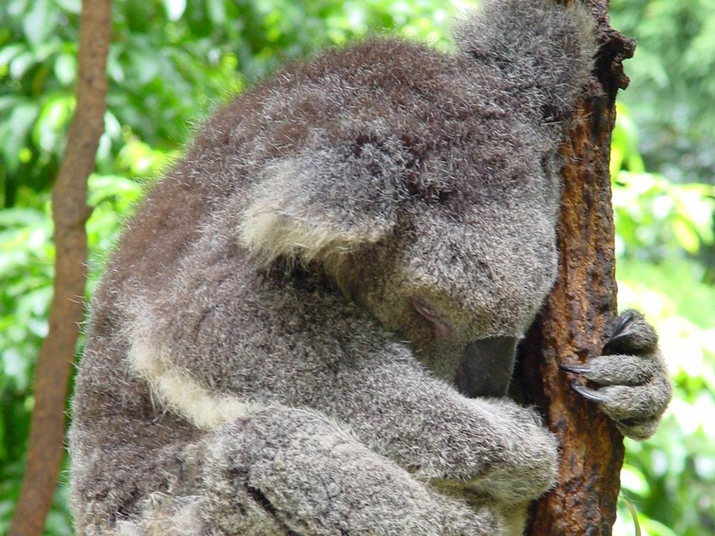 free Koala wallpaper wallpapers download