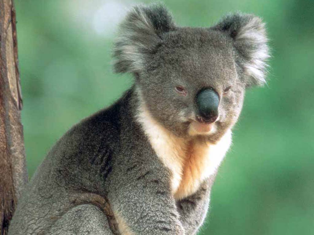 free Koala wallpaper wallpapers download