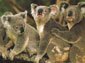 Koala wallpaper