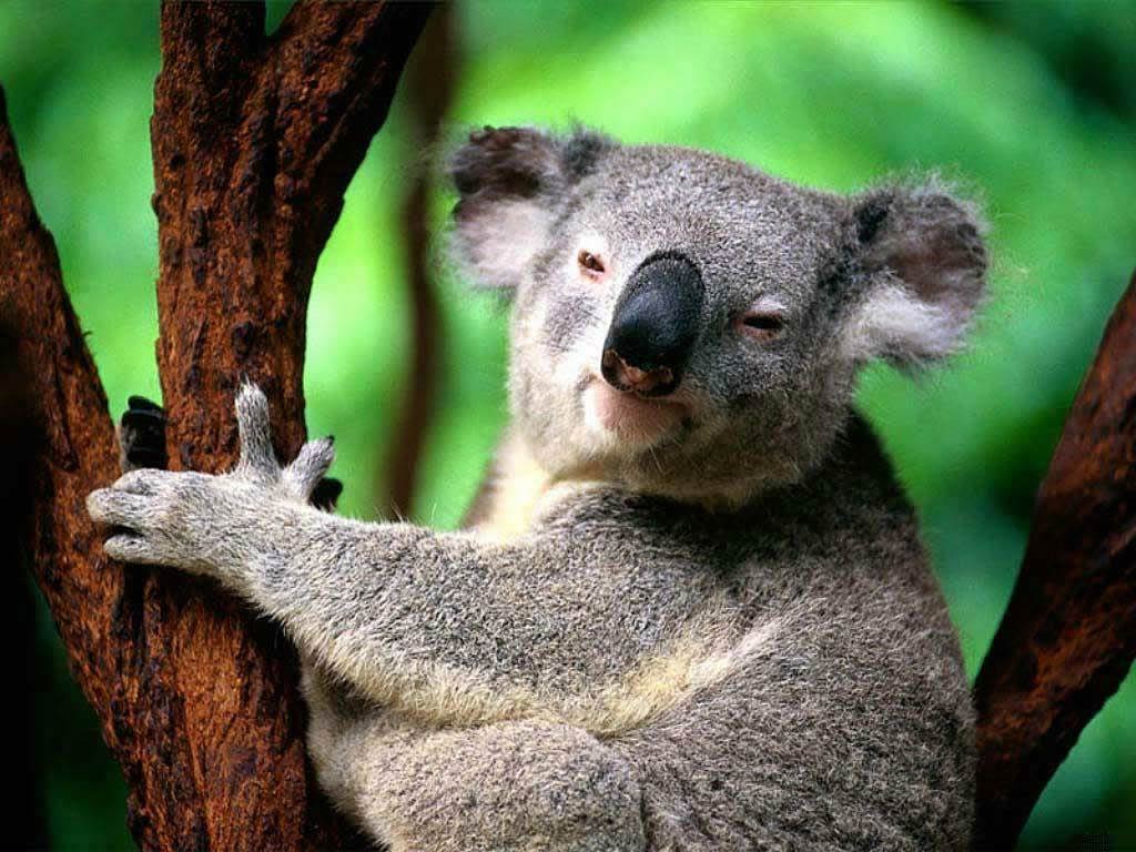 free Koala wallpaper wallpapers download