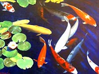 Koi image