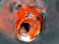 Hungry Koi Fish