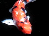 Koi image