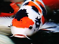 Koi image