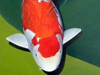 Koi image