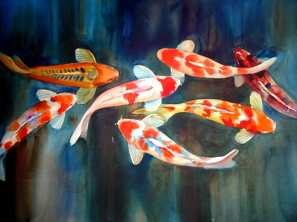 free Koi wallpaper wallpapers download