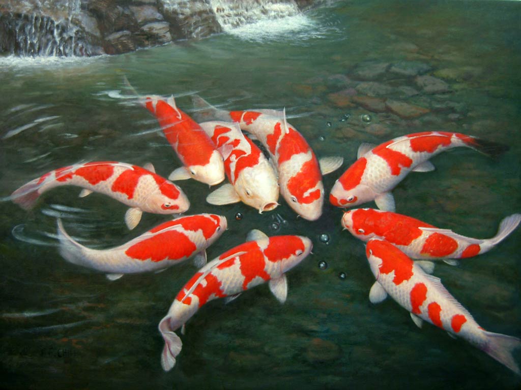 free Koi wallpaper wallpapers download