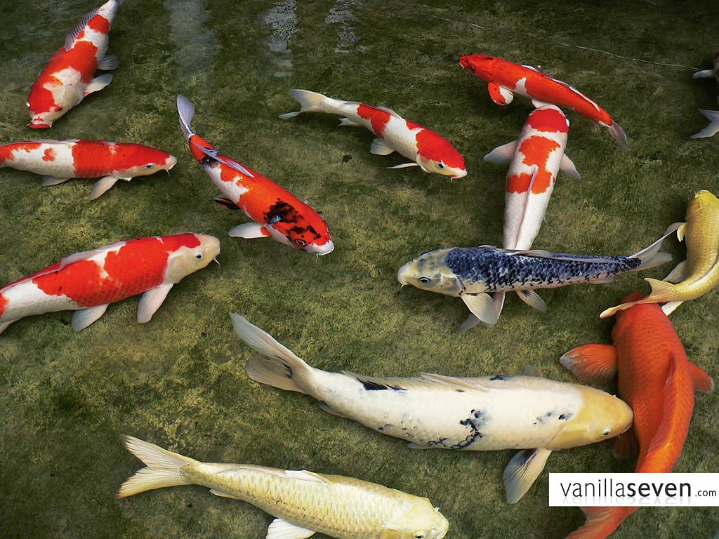 free Koi wallpaper wallpapers download