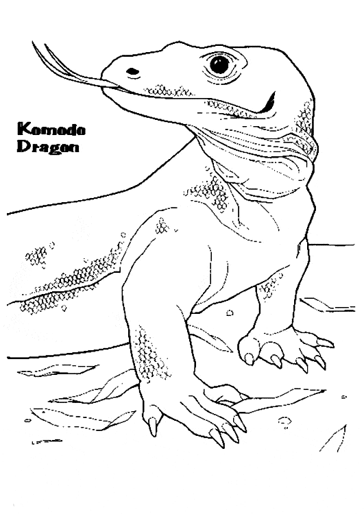 Komodo Dragon coloring page - Animals Town - Free Komodo Dragon color sheet